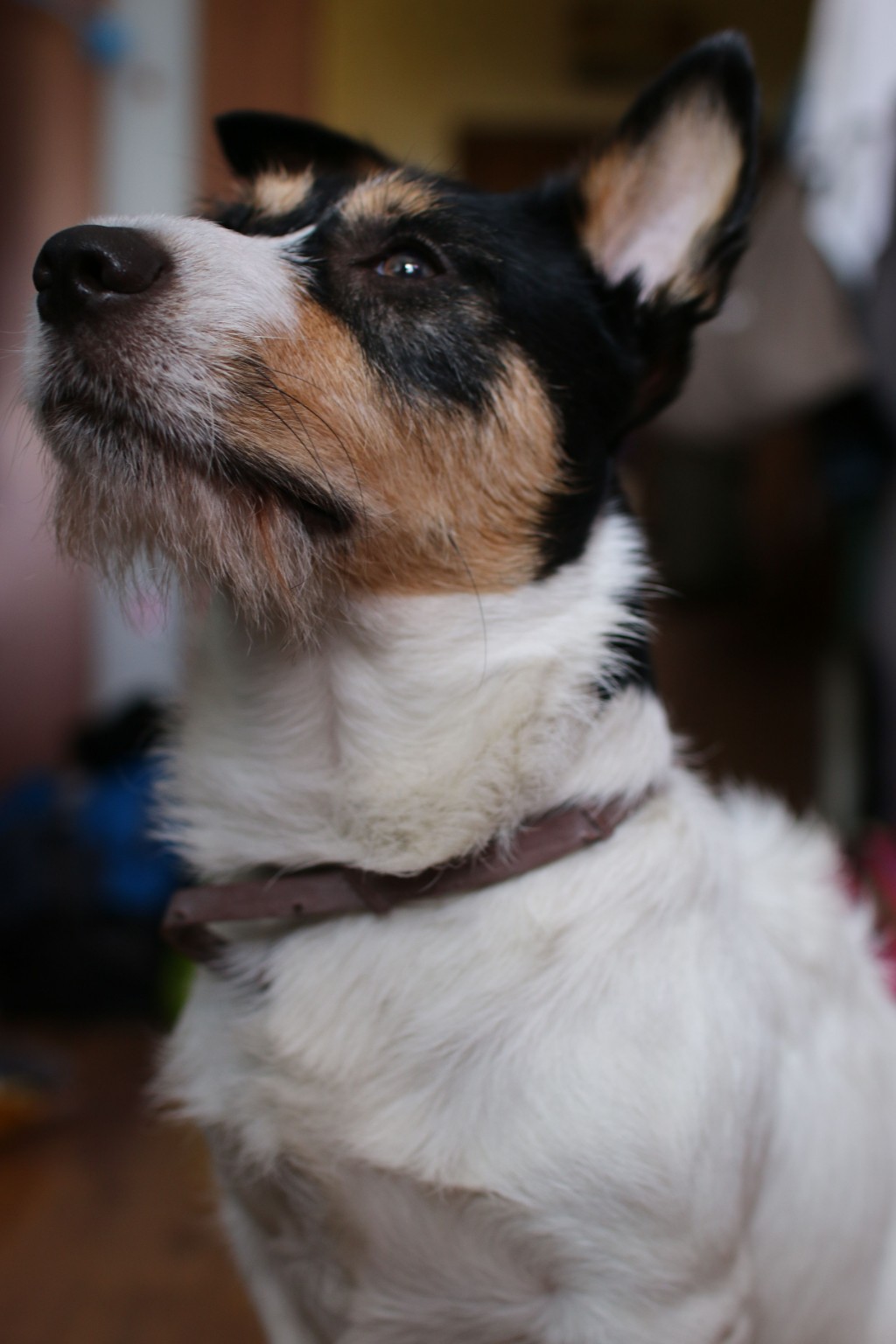 Chien attentif qui regarde vers son humain.