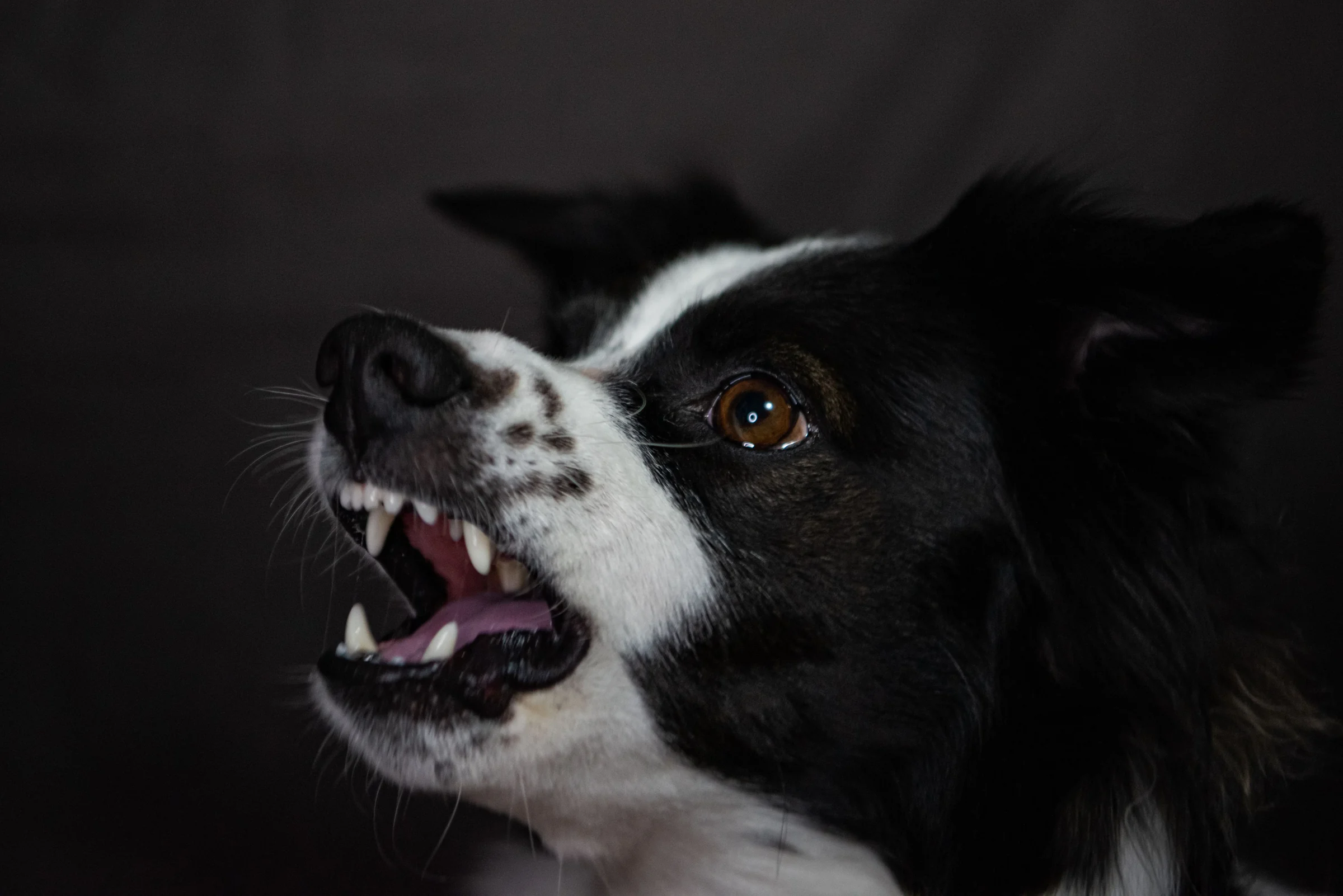 Border Collie au regard doux.