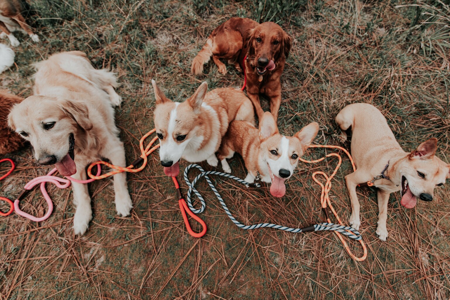 Plusieurs chiens en laisse rassemblés dans un sous-bois.
