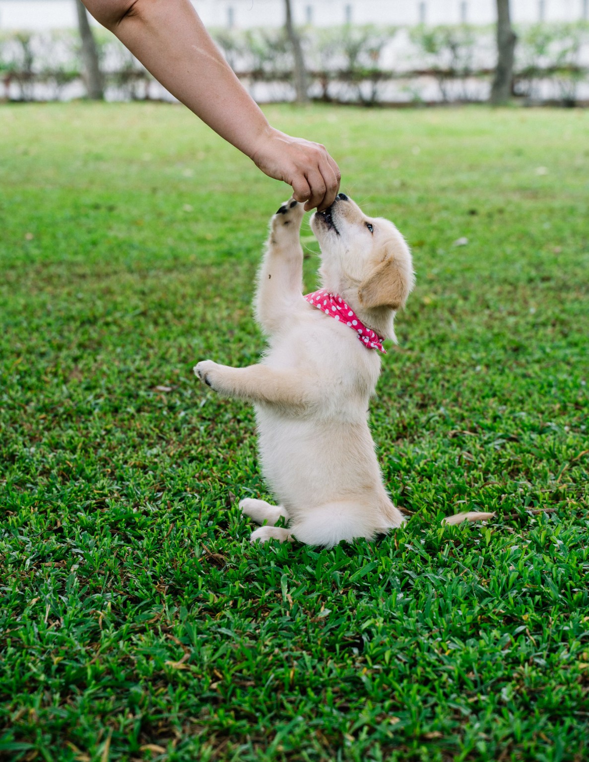 Chiot debout qui reçoit une récompense de la main de son humain.