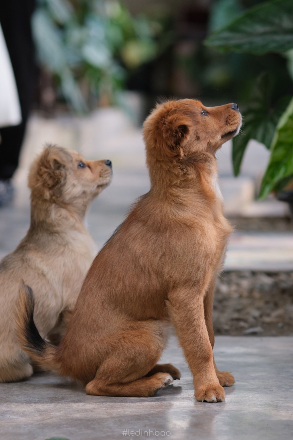 Deux chiots assis côte à côte, attentifs à une personne.
