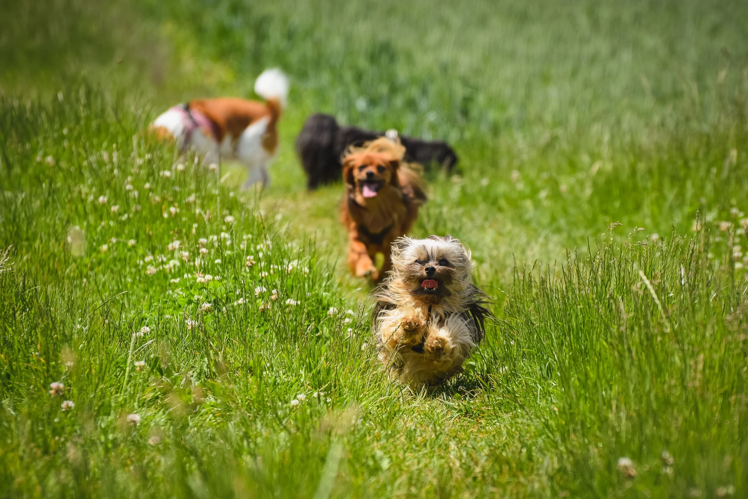 Plusieurs chiens courent dans l’herbe haute, avec un petit chien au premier plan.