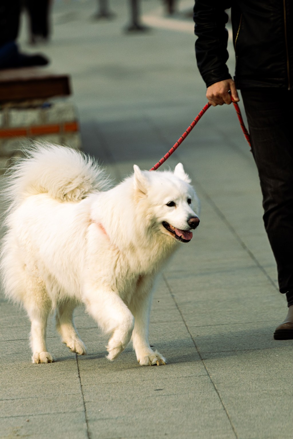 Chien blanc tenu en laisse pendant une promenade en ville.