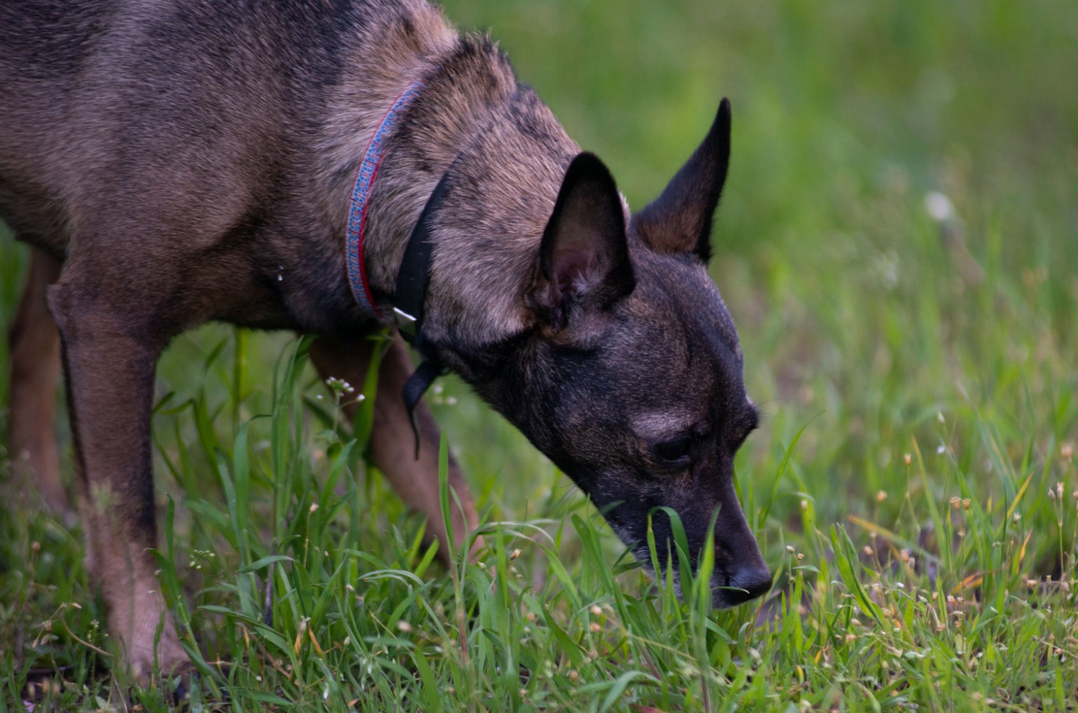 Chien concentré sur une piste olfactive, le nez au sol dans l’herbe.