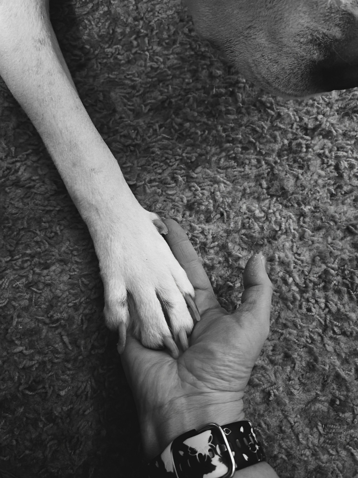 Patte de chien posée dans une main, en noir et blanc.