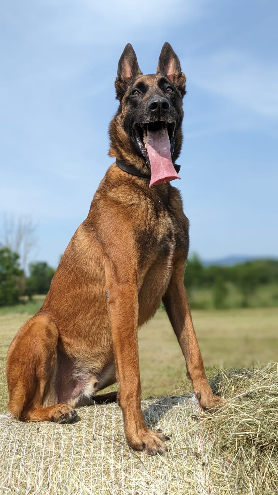 Mango, Malinois assis dans l’herbe, la langue sortie
