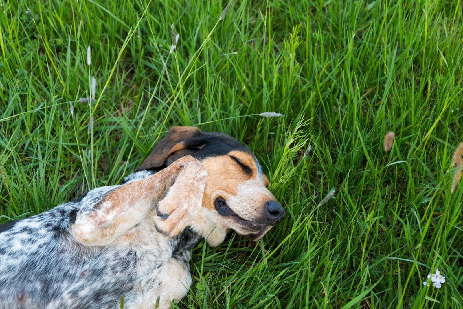 Oska allongée dans l’herbe, les pattes près de son visage
