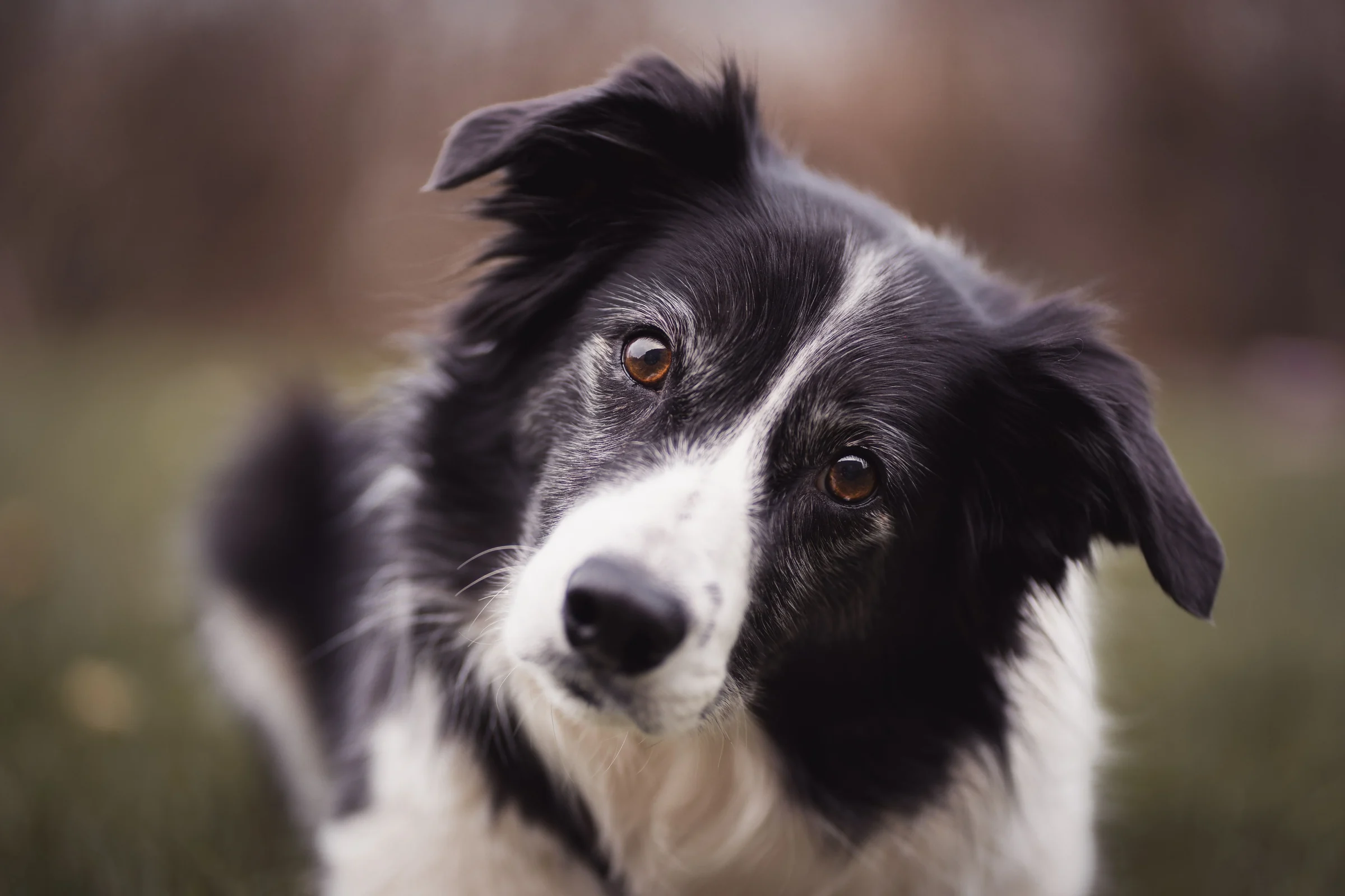 Portrait rapproché d’un chien noir et blanc qui regarde l’objectif.